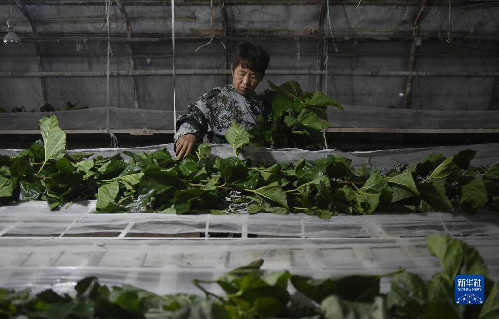 在线炸金花网络游戏